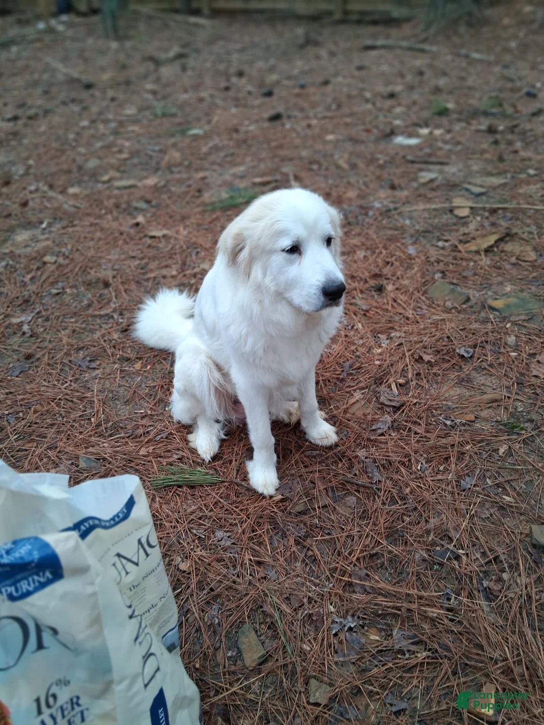 Mixed Breed dogs for sale: Mixed Breed Puppy 3 - Ad 2