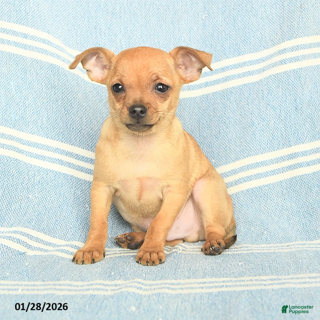 Mixed Breed dogs for sale: Paddington - Ad 2