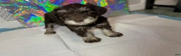 Miniature Schnauzer dogs for sale: Miniature Schnauzer Puppy 4 - Ad 2