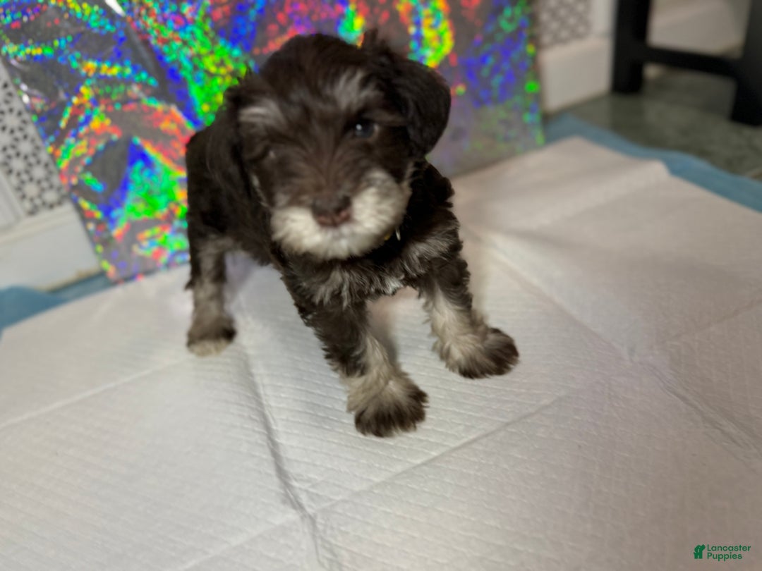 Miniature Schnauzer dogs for sale: Miniature Schnauzer Puppy 4 - Ad 2