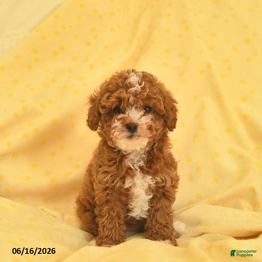 Toy Poodle dogs Regina - Ad 1