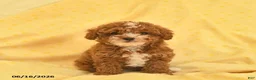 Toy Poodle dogs for sale: Regina - Ad 1