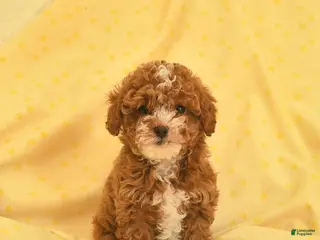 Toy Poodle dogs for sale: Regina - Ad 1