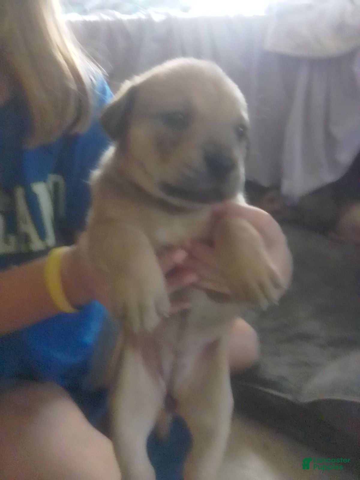Cane Corso dogs for sale: Cane Corso Female 3 - Ad 3