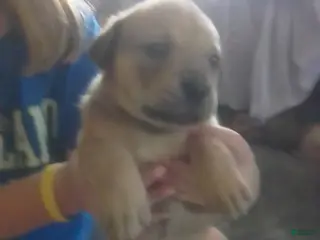 Cane Corso dogs Cane Corso Female 3 - Ad 4