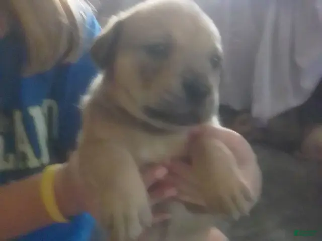 Cane Corso dogs for sale: Cane Corso Female 3 - Ad 4