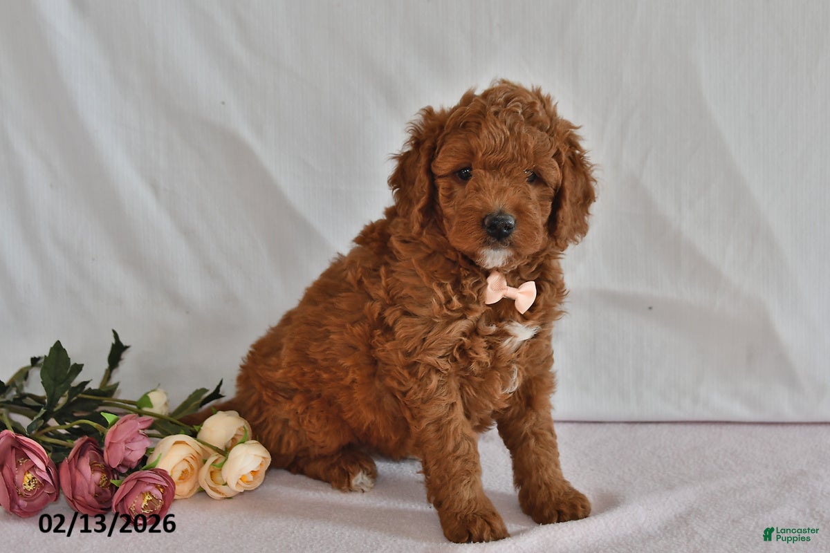 Mini Goldendoodle dogs Lucy - Ad 7