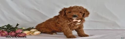 Mini Goldendoodle dogs for sale: Lucy - Ad 1