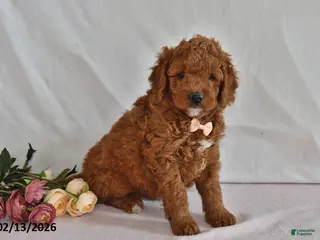 Mini Goldendoodle dogs Lucy - Ad 7