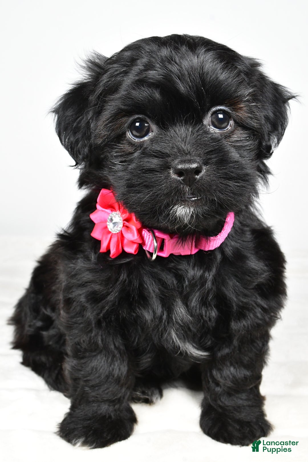 Shihpoo dogs for sale: Izzy - Ad 1