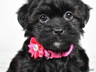 Shihpoo dogs Izzy - Ad 30