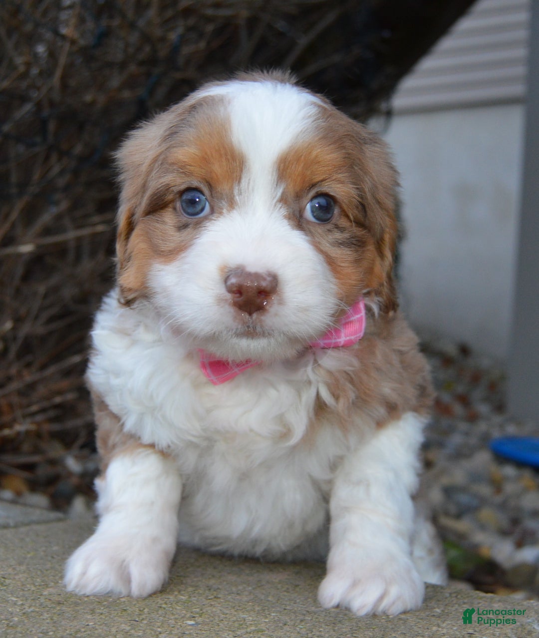 Mini Aussiedoodle dogs for sale: Mini Angel - Ad 2