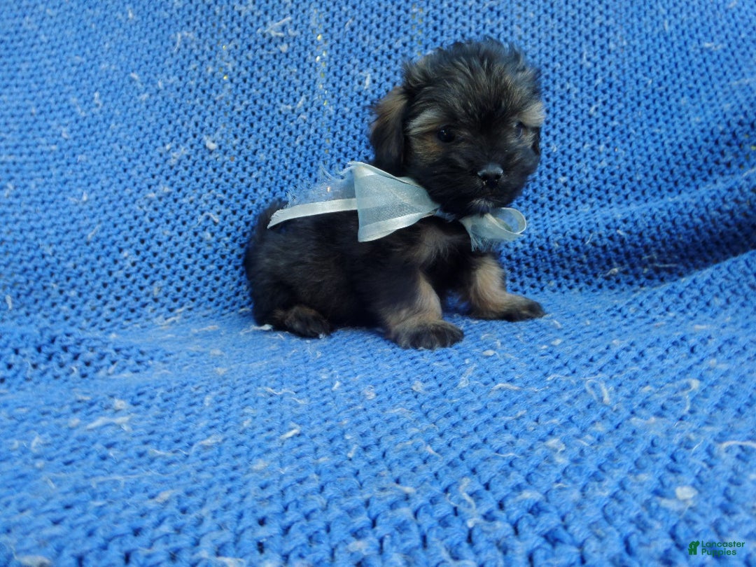 Shihpoo dogs for sale: Dante  - Ad 1
