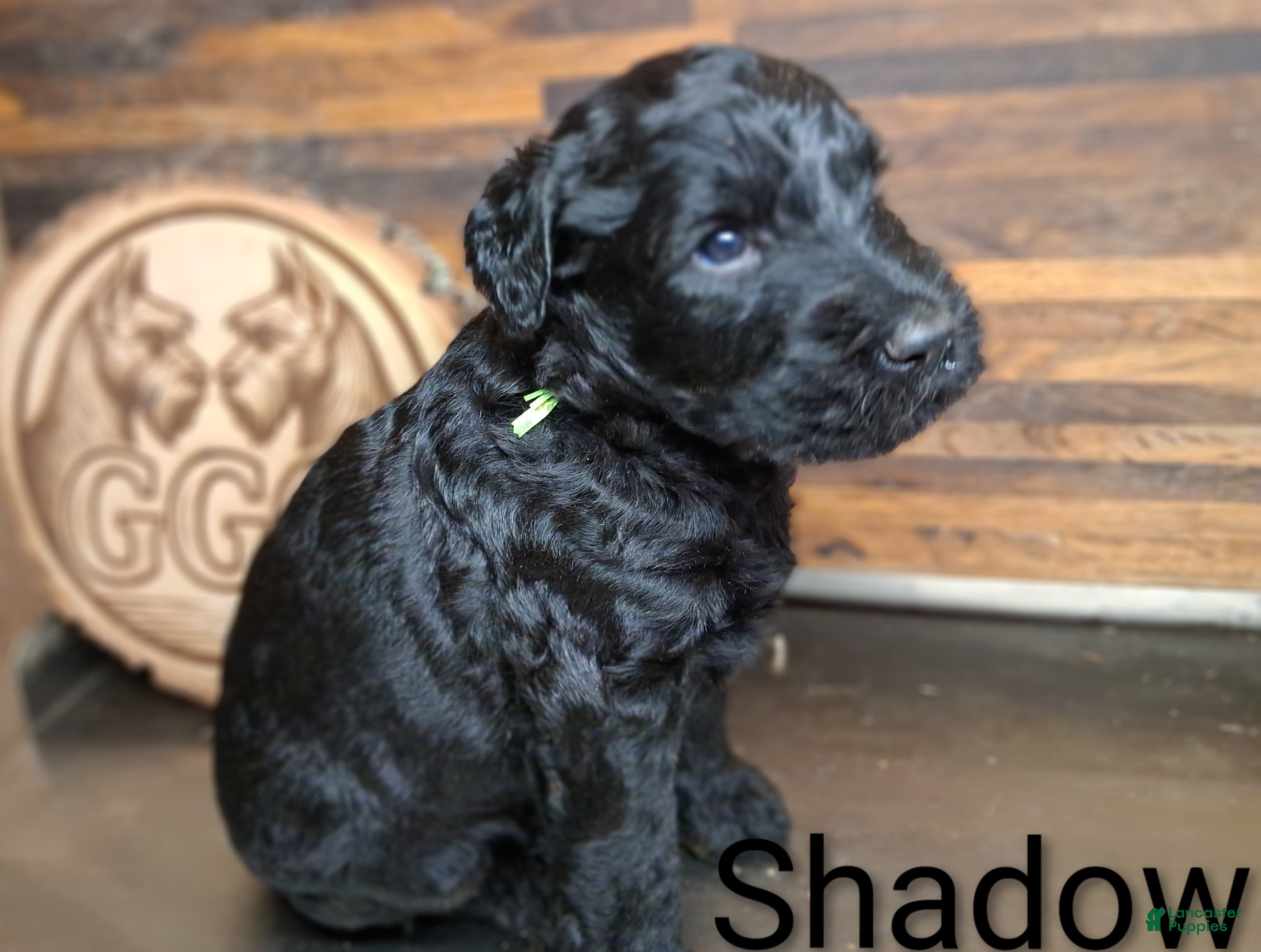 Giant Schnauzer dogs Shadow - Ad 23