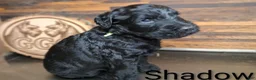 Giant Schnauzer dogs for sale: Shadow - Ad 1