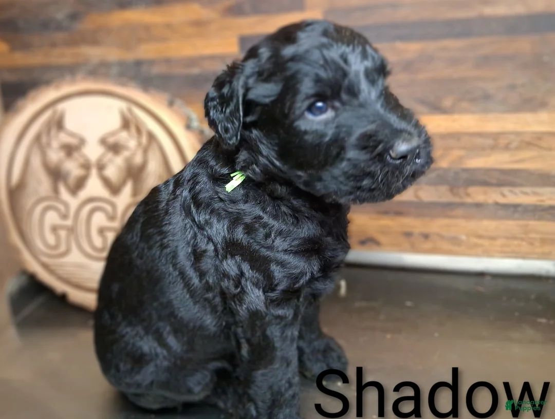 Giant Schnauzer dogs for sale: Shadow - Ad 1