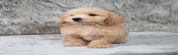 Mini Goldendoodle dogs for sale: Max ID: 3856 - Ad 10