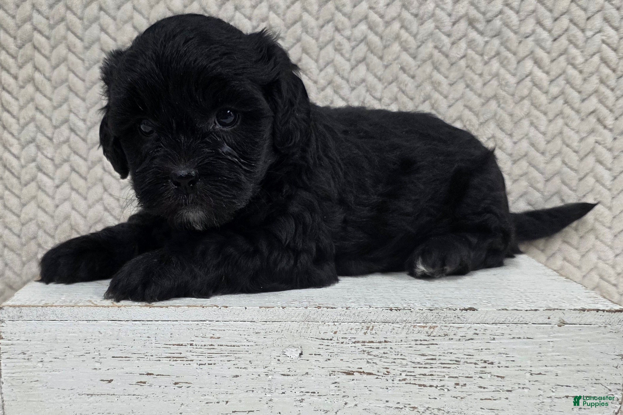 Shihpoo dogs Buddy - Ad 1