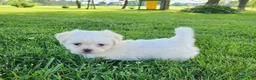 Teddy Bear dogs for sale: Bullet - Ad 4