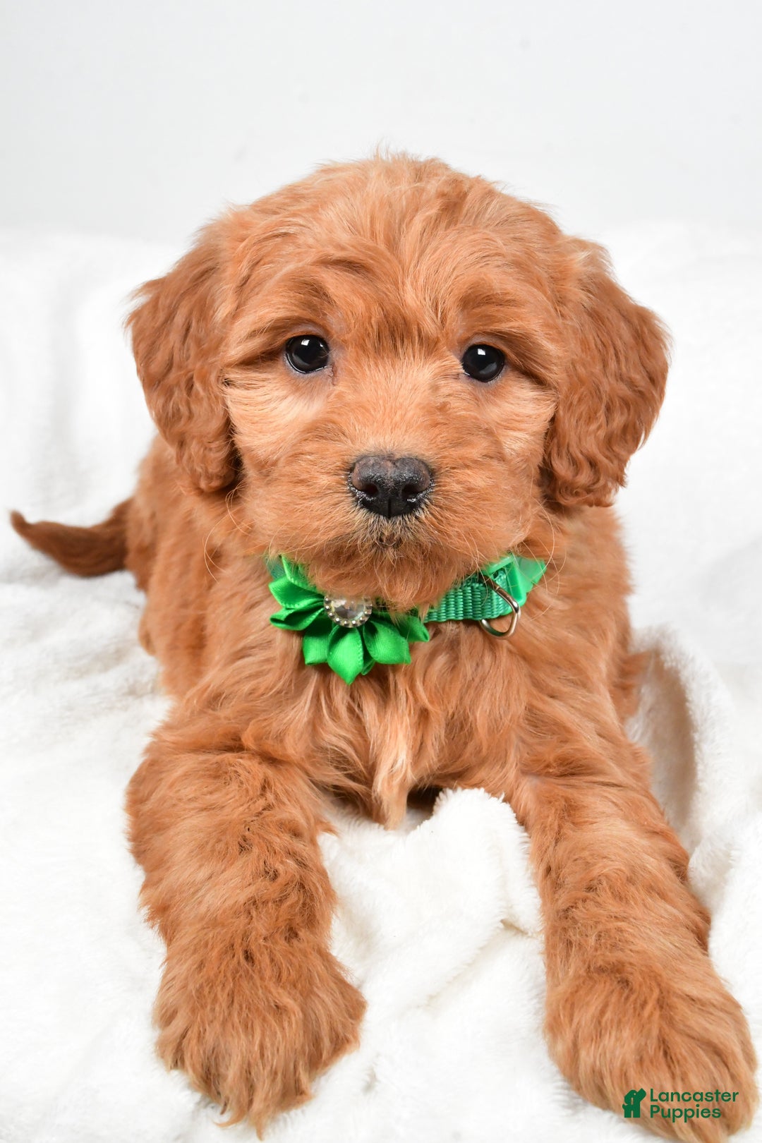 Mini Goldendoodle dogs for sale: Biff - Ad 4