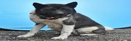 Akita dogs for sale: Richard - Ad 4