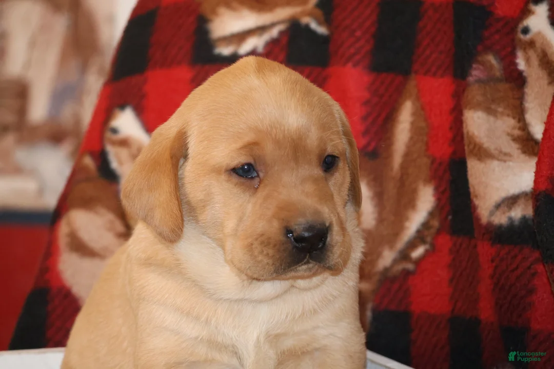 Labrador Retriever dogs for sale: Cooper  - Ad 1