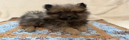 Pomeranian dogs for sale: Mr Fuzzy  - Ad 4