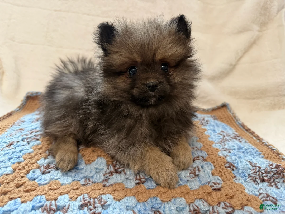 Pomeranian dogs for sale: Mr Fuzzy  - Ad 4