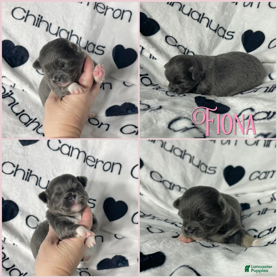 Chihuahua dogs for sale: Fiona Blue Tricolor Long Coat - Ad 4