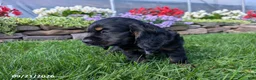 Cocker Spaniel dogs for sale: Alisa - Ad 6