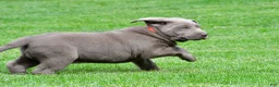 Labrador Retriever dogs for sale: Skittles - Ad 14