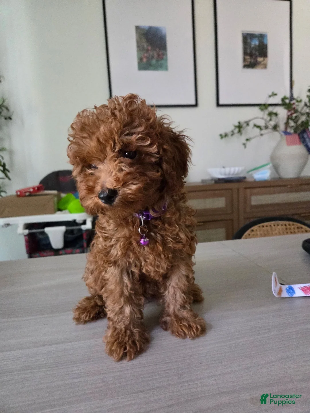 Toy Poodle dogs for sale: Toy Poodle 1 - Ad 1