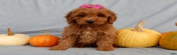 Mini Goldendoodle dogs for sale: Laci - Ad 7