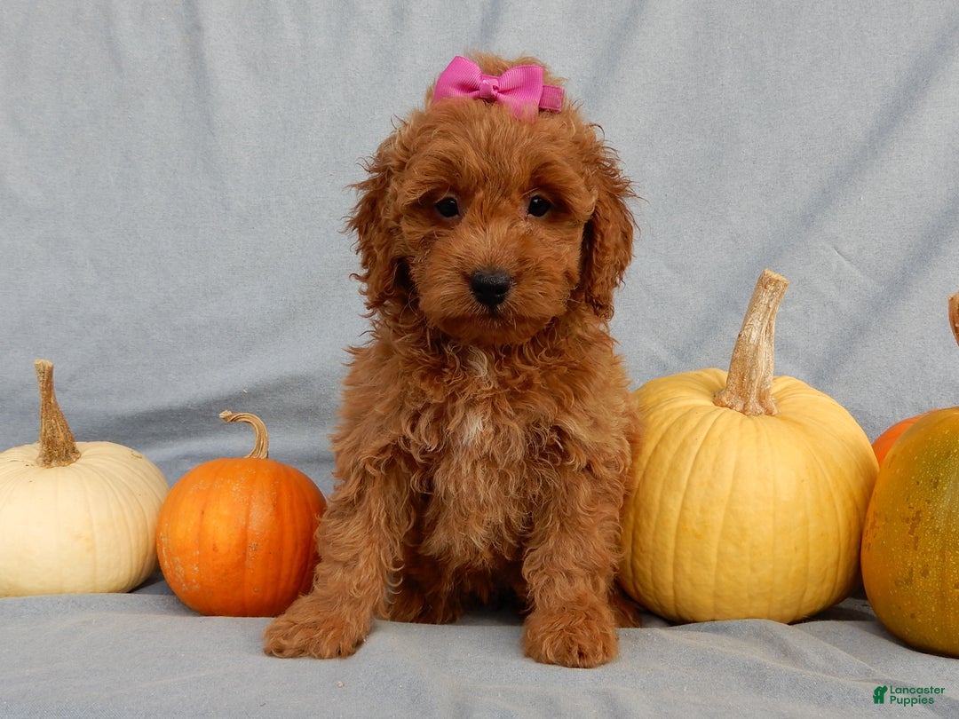 Mini Goldendoodle dogs for sale: Laci - Ad 7
