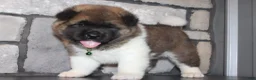 Akita dogs for sale: AKC Bear - Ad 6
