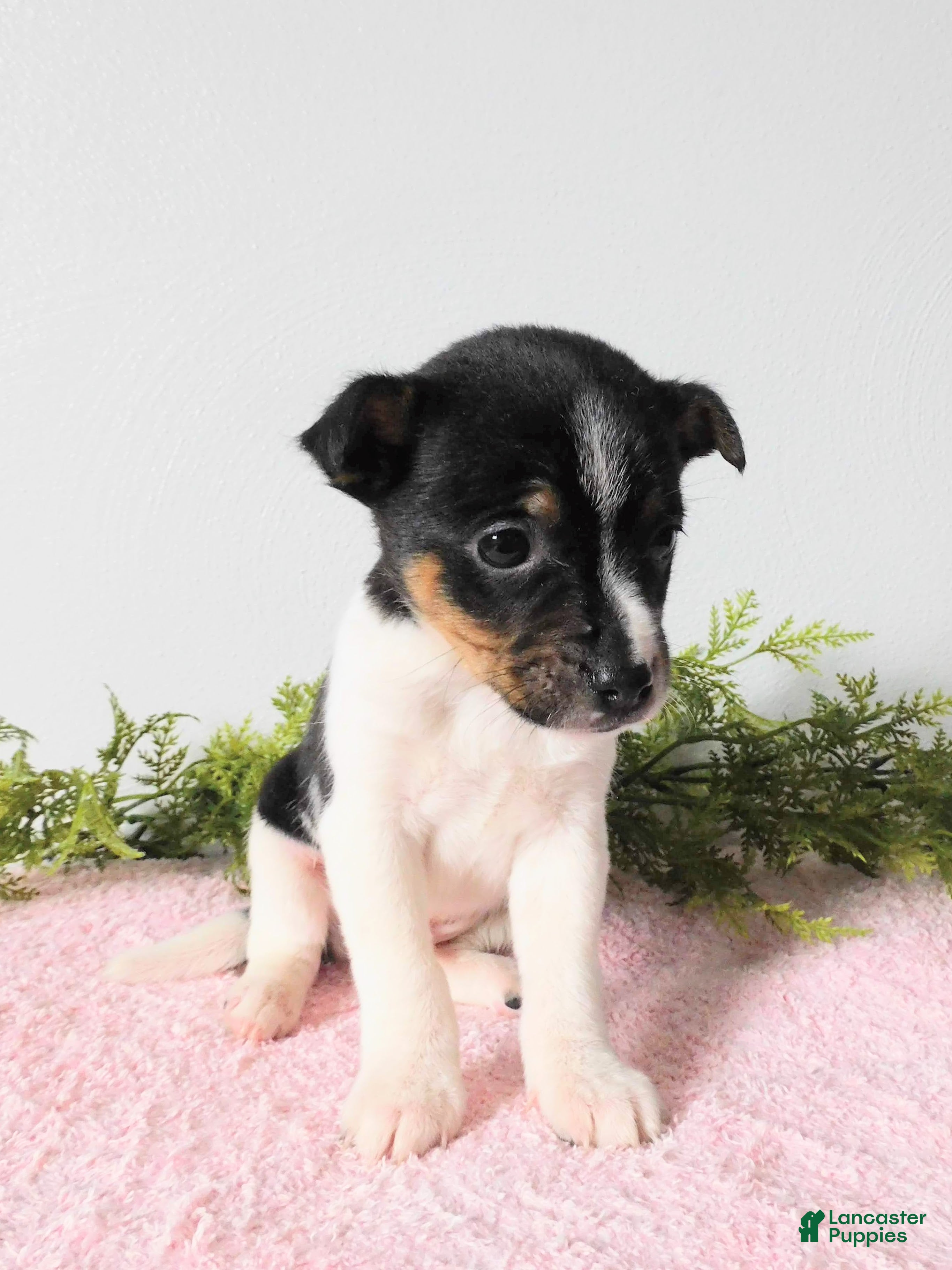 Jack Russell Terrier dogs Tootsie  - Ad 2