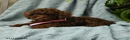 Toy Poodle dogs for sale: Lilly - Ad 3