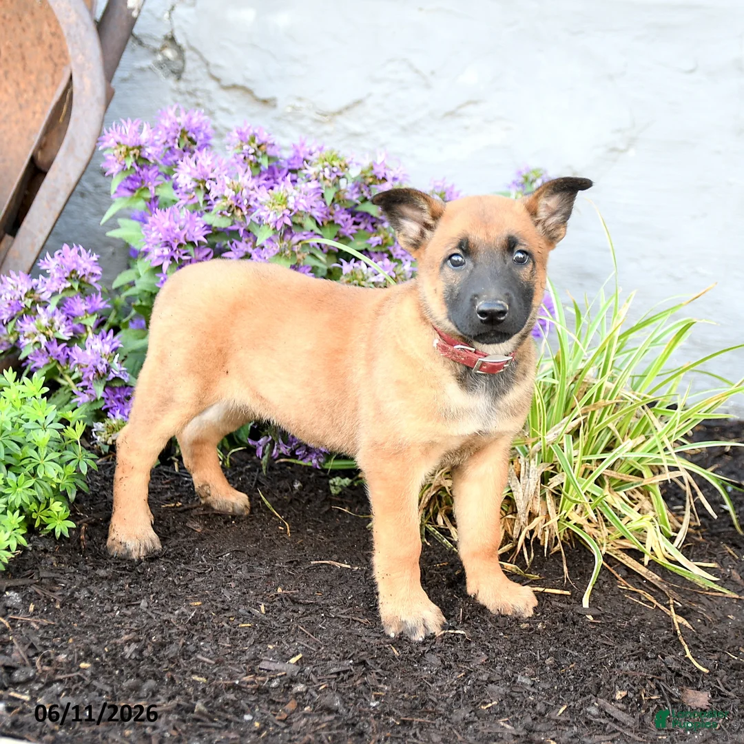 Belgian Malinois dogs for sale: Delta - Ad 1