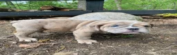 Mixed Breed dogs for sale: Beast - Ad 3