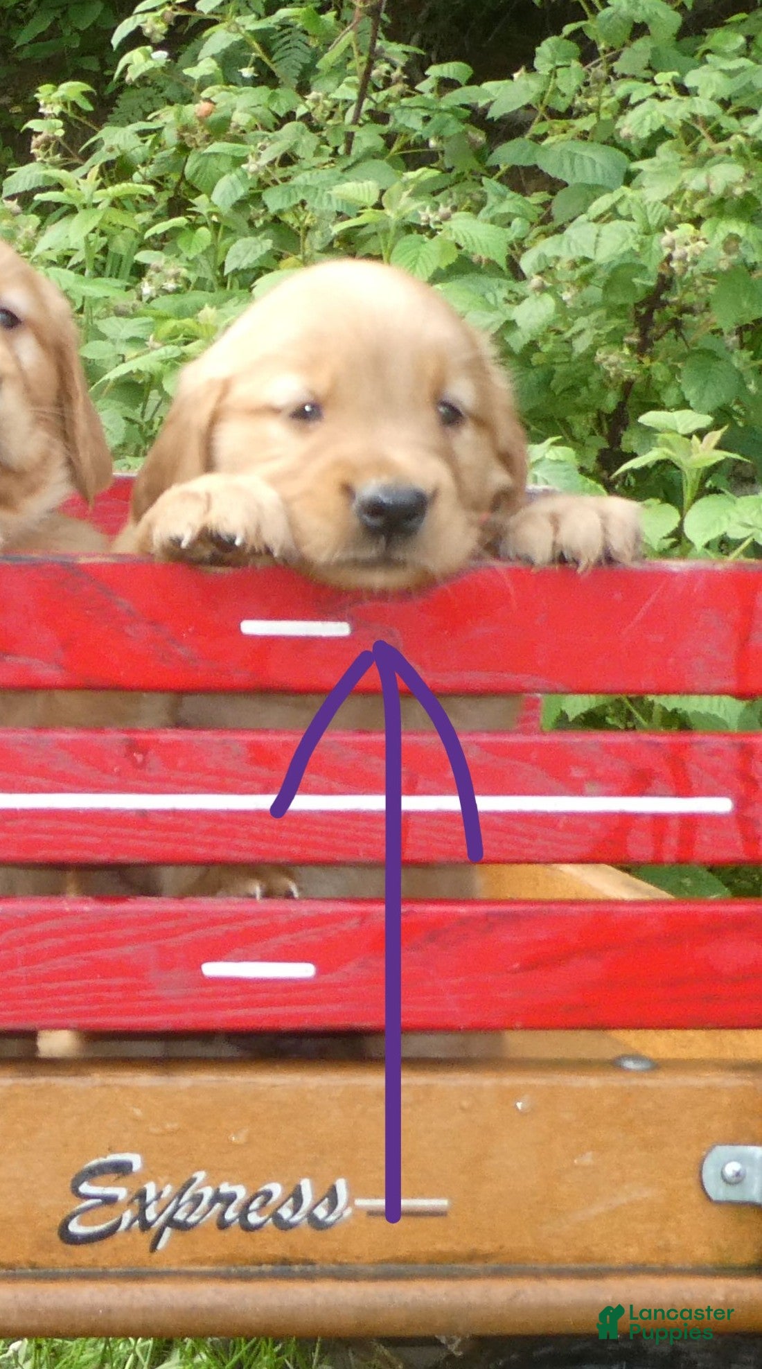 Golden Retriever dogs for sale: Vitality - Ad 1