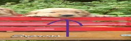 Golden Retriever dogs for sale: Vitality - Ad 1