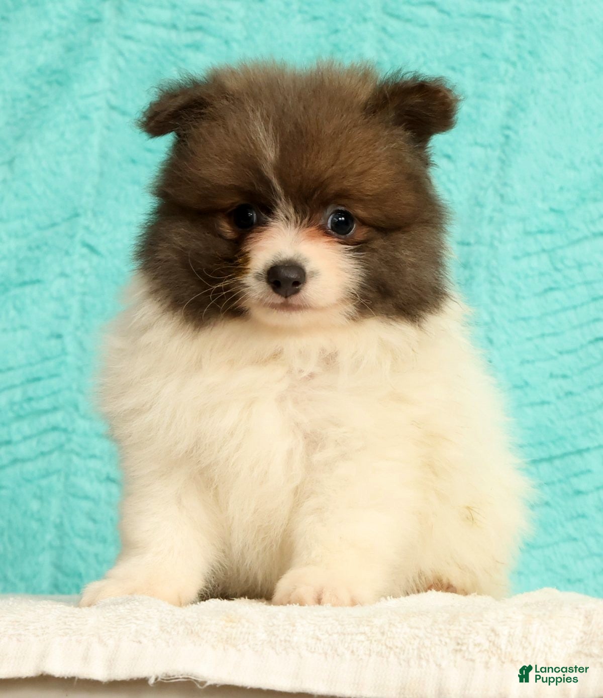 Pomeranian dogs Manny - Ad 2