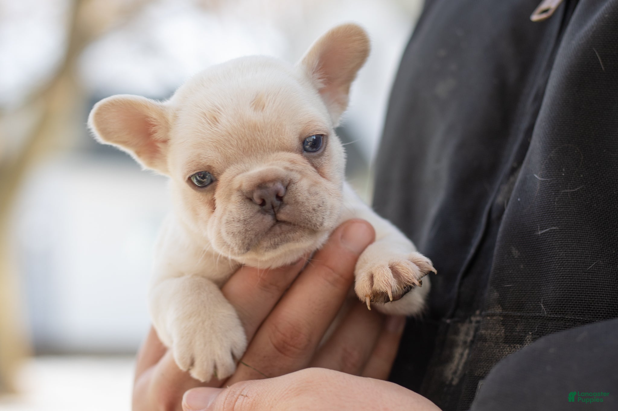 French Bulldog dogs Davey - Ad 30