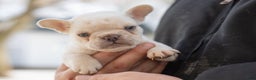 French Bulldog dogs for sale: Davey - Ad 1