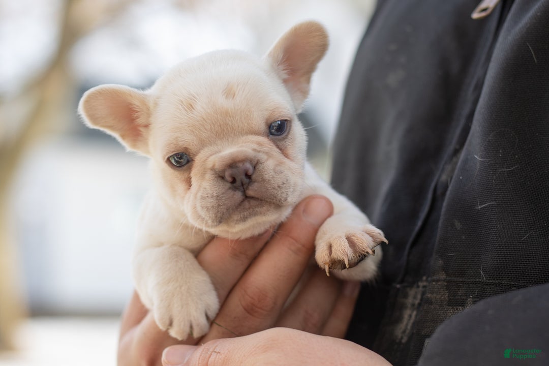 French Bulldog dogs for sale: Davey - Ad 1