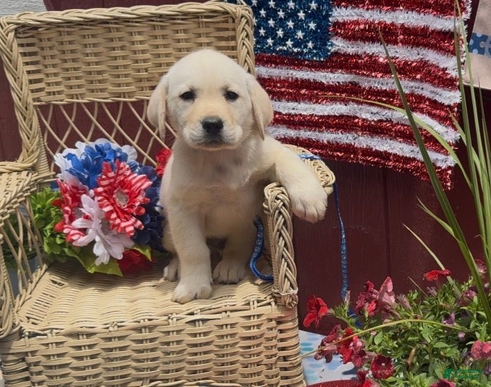 Labrador Retriever dogs for sale: Labrador Retriever Puppy 1 - Ad 4