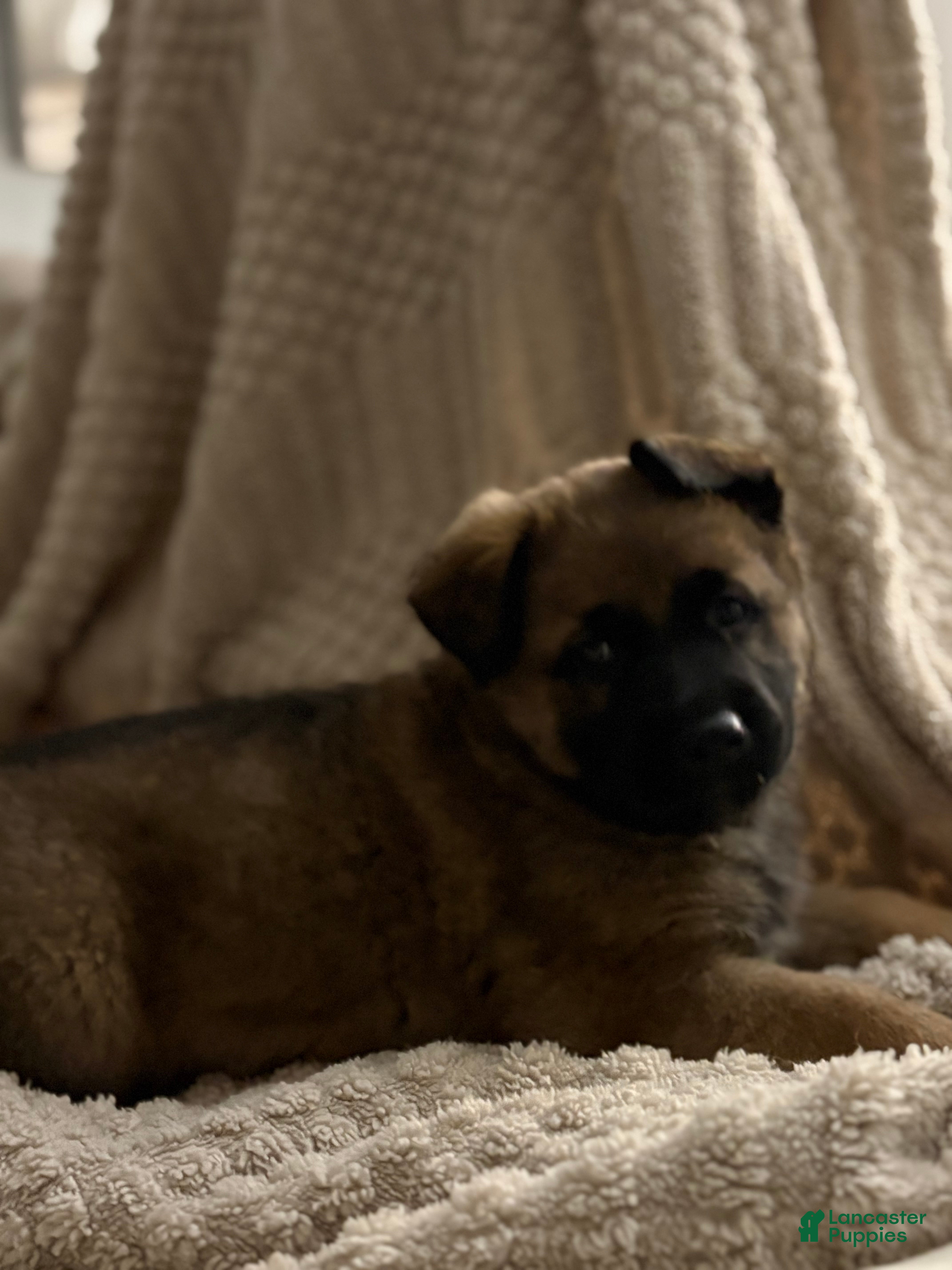 Mixed Breed dogs D Puppy 4 - Ad 4