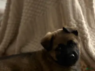 Mixed Breed dogs D Puppy 4 - Ad 4