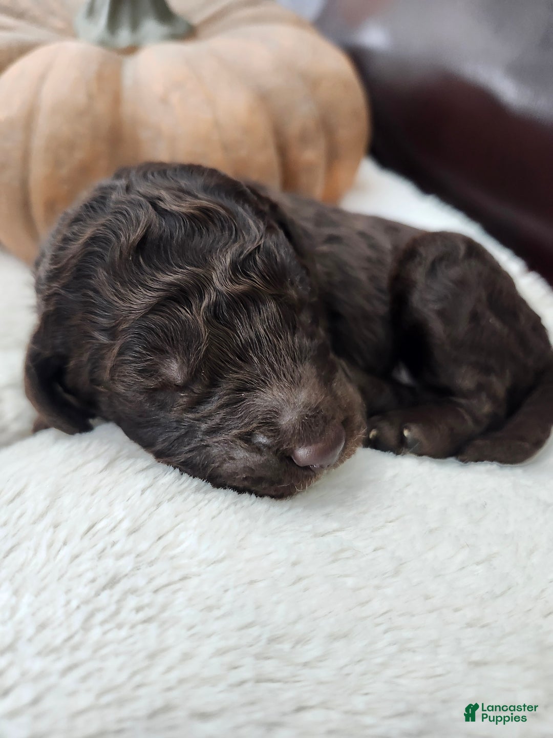 Labradoodle dogs for sale: Holly - Ad 3