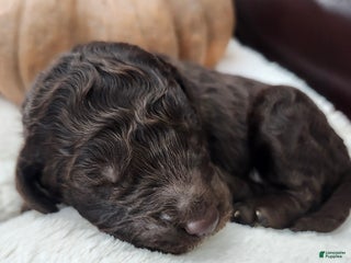 Labradoodle dogs - Ad 4